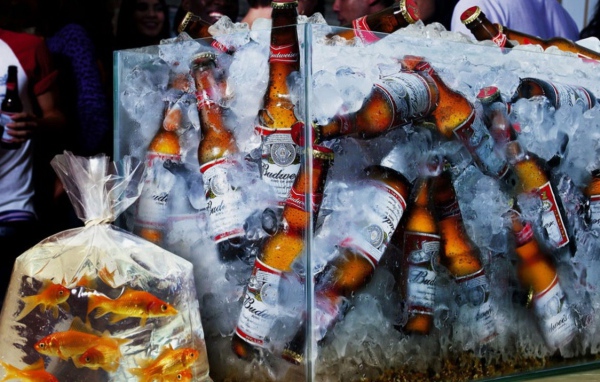 Аквариум с пивом