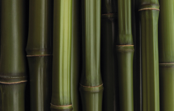 Бамбуковая текстура