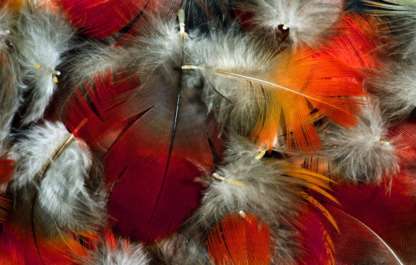 Красивые перья