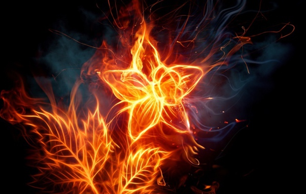 Пылающее растение