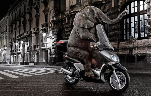 Слон на мопеде