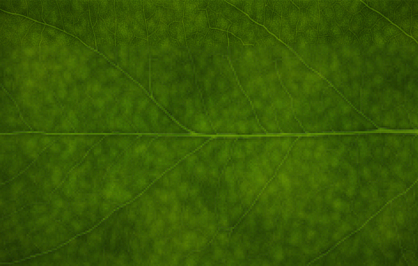 Зеленая листва