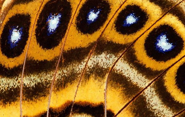 Перья павлина