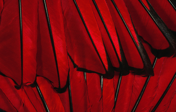 Красные перья