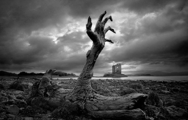 Когтистое полено