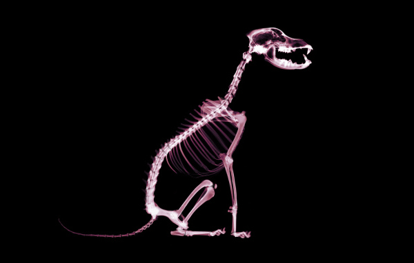 Скелет собаки