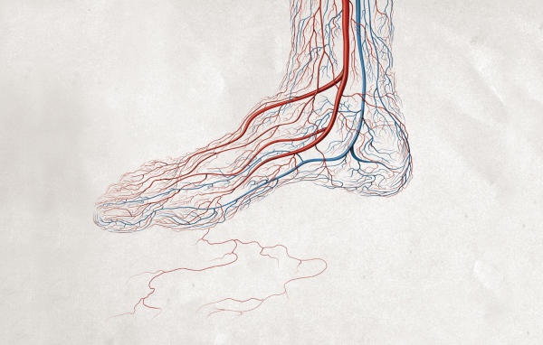 Кровеносные сосуды ноги