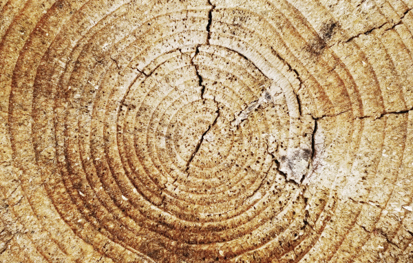 Кольца дерева