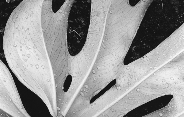 Влажный лист