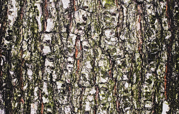 Древесная кора