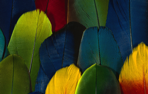 Перья попугая