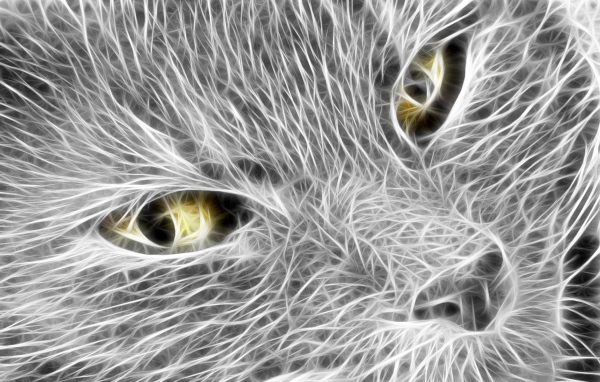 Кошачья мордочка