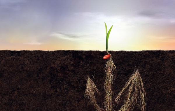 Корни как якорь