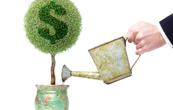 Денежное дерево