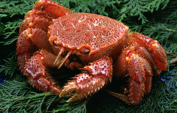 Большой краб