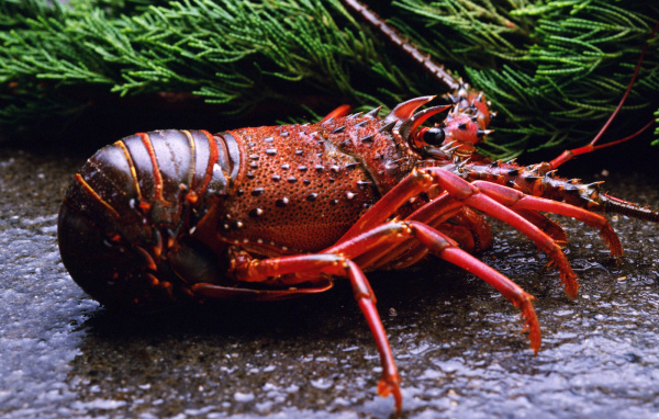 Отваренный ракообразный