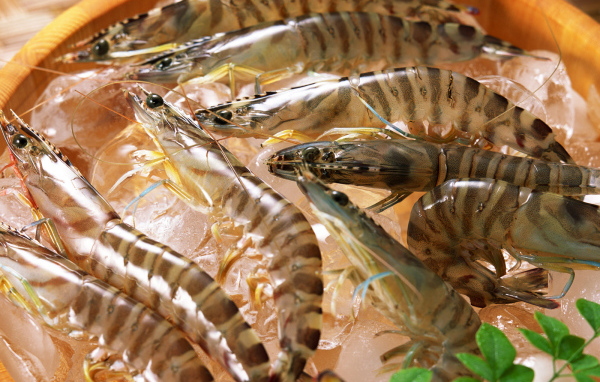 Полосатые креветки