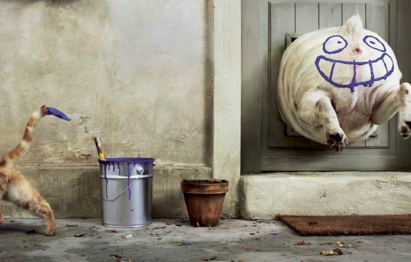 Бестыжий котяра