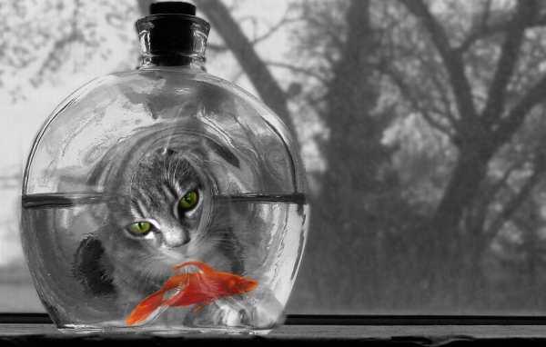 Котяра и рыбка