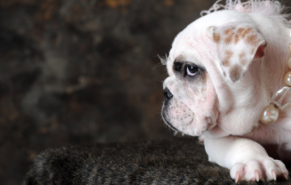 Пес Стиляга