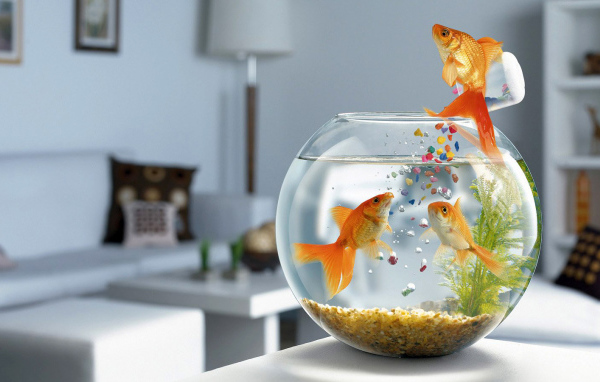 Лекарства для рыбок