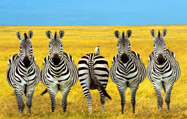 Полосатый баланс