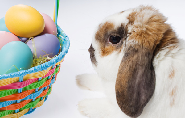Пасхальный кролик