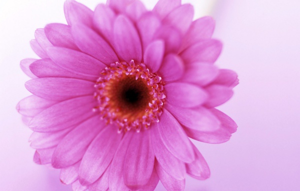 Цветок для любимой жены