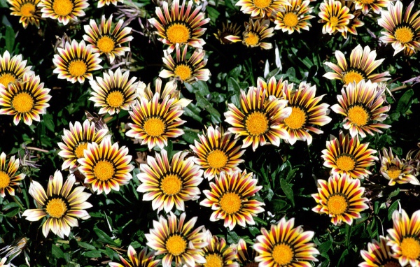 Прекрасные цветы