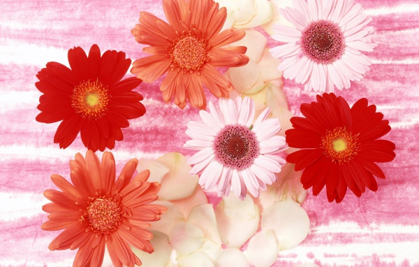 Красивые цветы любимым девушкам