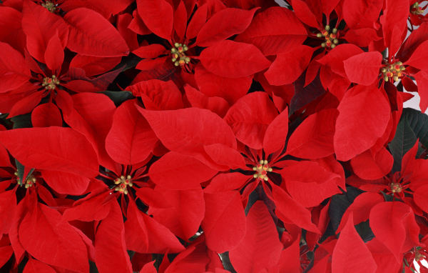 Великолепные  цветы к 8 марта