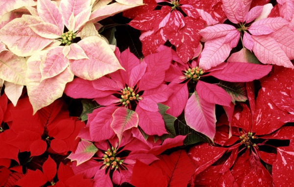 Красивые цветы приятным женщинам