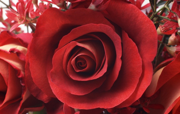 Красивая роза на 8 марта