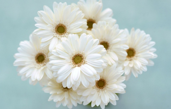 Ромашки для любимой девчонки