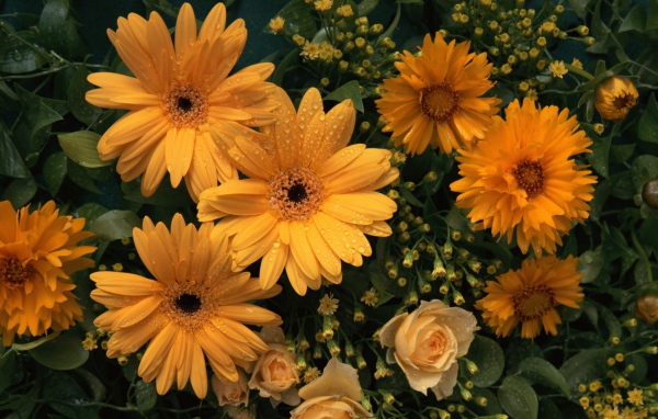 Цветы любимой женщине