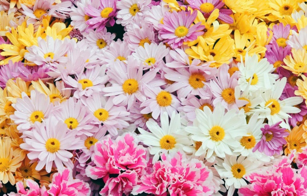 Цветы дорогим женщинам