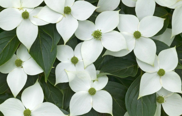 Цветы любимым дамам