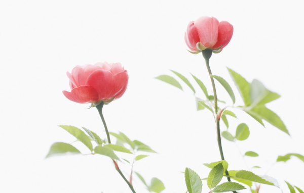 Цветы для любимых женщин