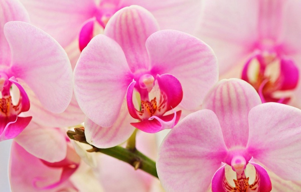 Цветы любимым женщинам