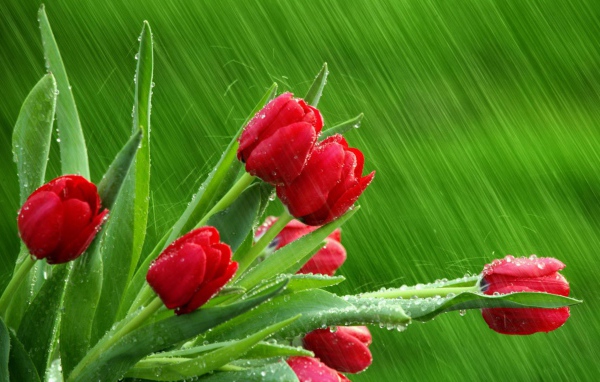 Цветы на международный женский день