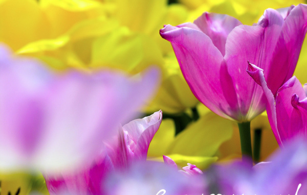 С Женским днем!