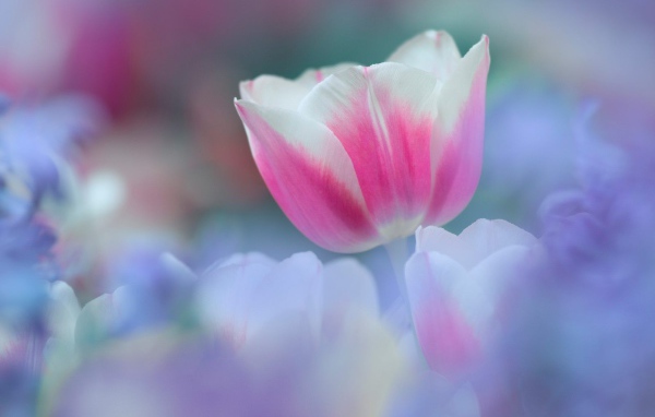 8 марта Цветок