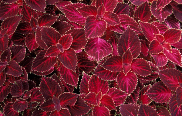 Лепестки цветов на 8 марта