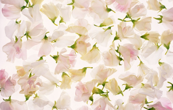 Лепестки на 8 марта