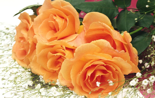 Подарок женщинам красавицам