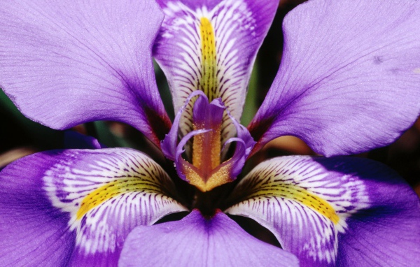 Фиолетовый цветок подарок на 8 марта
