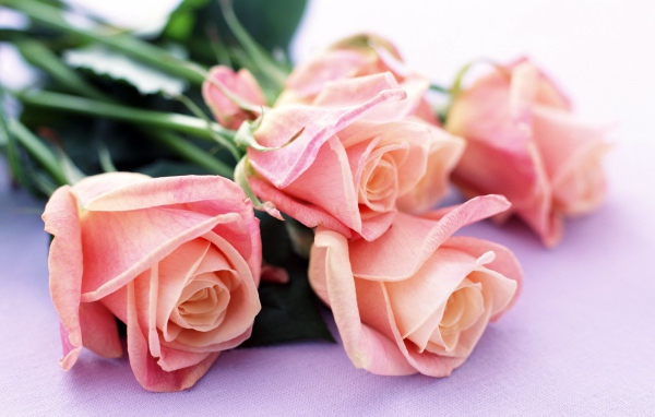 Нежные розы на 8 марта