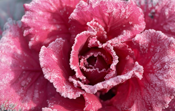 Роза с мороза