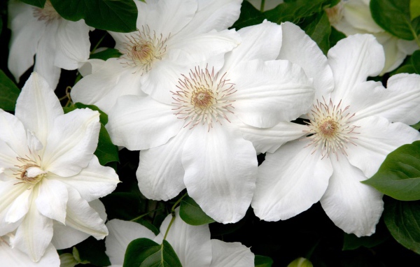 Белые цветы в подарок на 8 марта