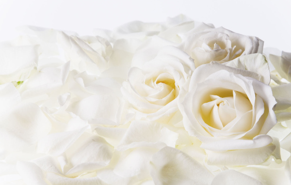 Белые розы на 8 марта